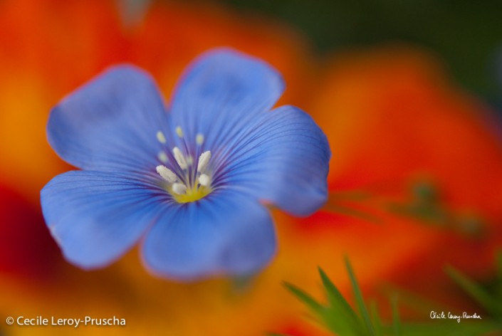 leroy-pruscha-plante-micro-flore-fleur-de-soie