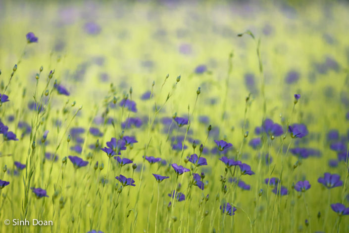 Rencontre-avec-une-petite-fleur-bleue