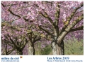 calendrier milieuduciel arbres 2019