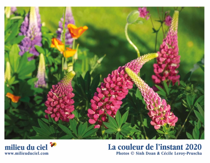 Calendrier plantes 2020