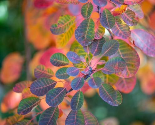 Cotinus