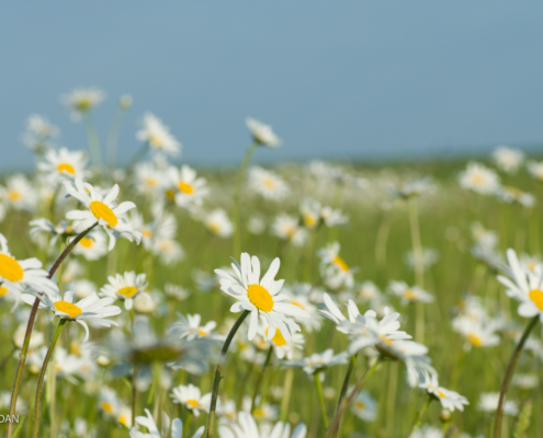 Marguerites photo sinh Doan -Milieuduciel